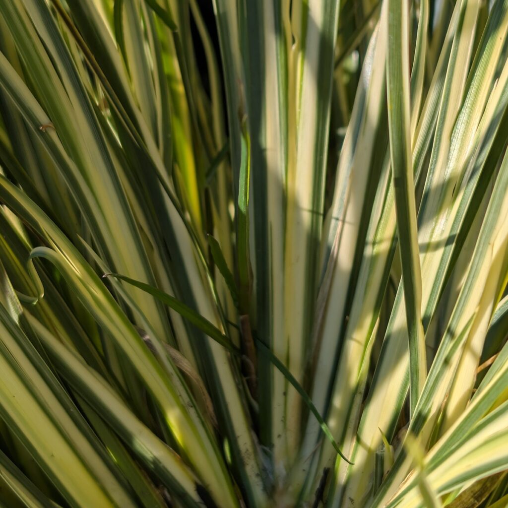 Acorus gramineus ‘Argenteostriatus’ 2L 5023242392950 2